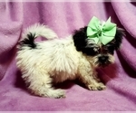 Small Photo #1 ShihPoo Puppy For Sale in BUFFALO, MO, USA