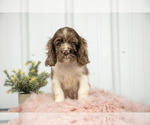 Small Photo #3 Cocker Spaniel Puppy For Sale in QUARRYVILLE, PA, USA