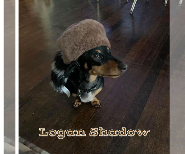 Medium Photo #2 Dachshund Puppy For Sale in San Antonio, TX, USA