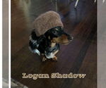 Small #1 Dachshund