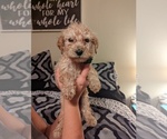 Small Photo #3 Labradoodle Puppy For Sale in COTTONWOOD, AL, USA