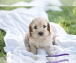 Puppy 5 Cock-A-Poo