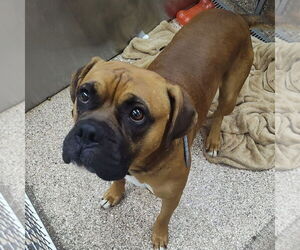 Boxer-Unknown Mix Dogs for adoption in Martinsburg, WV, USA