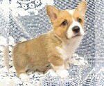 Small #2 Pembroke Welsh Corgi