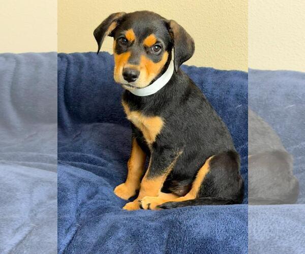 Medium Photo #2 Labrottie Puppy For Sale in Rockwall, TX, USA