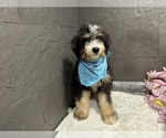Small #5 Bernedoodle