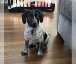 Small Photo #14 Bluetick Coonhound-Unknown Mix Puppy For Sale in pomfret, CT, USA