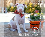 Small #16 Staffordshire Bull Terrier Mix