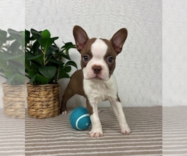 Medium Photo #1 Boston Terrier Puppy For Sale in GREENFIELD, IN, USA