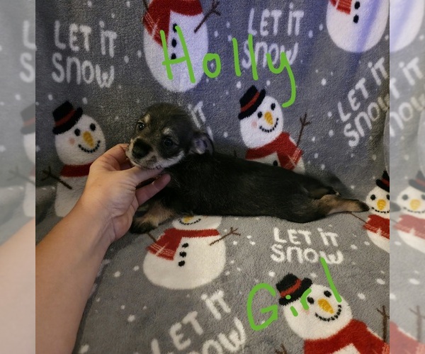 Medium Photo #12 Chizer Puppy For Sale in MONTEZUMA, GA, USA