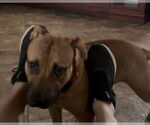 Small #3 Mutt
