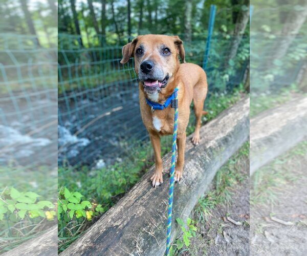 Medium Photo #5 Mutt Puppy For Sale in Stroudsburg, PA, USA