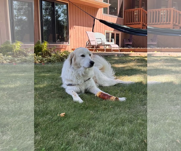Medium Photo #5 Great Pyrenees-Unknown Mix Puppy For Sale in Minneapolis, MN, USA