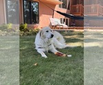 Small #4 Great Pyrenees Mix