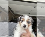 Small Photo #12 Australian Shepherd Puppy For Sale in NILES, MI, USA