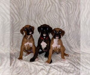Boxer Puppy for sale in GARLAND, NC, USA
