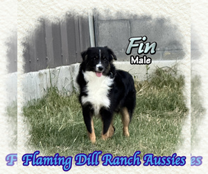 Miniature Australian Shepherd Puppy for sale in FORESTBURG, TX, USA