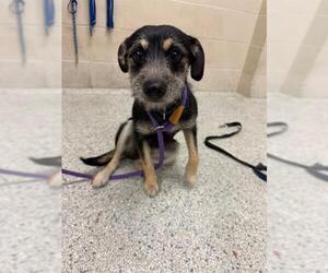 Mutt Dogs for adoption in Conroe, TX, USA