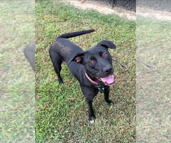 Medium Photo #2 Labrador Retriever Puppy For Sale in Evansville, IN, USA