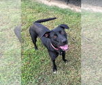 Small #1 Labrador Retriever