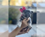 Small #1 French Bulldog
