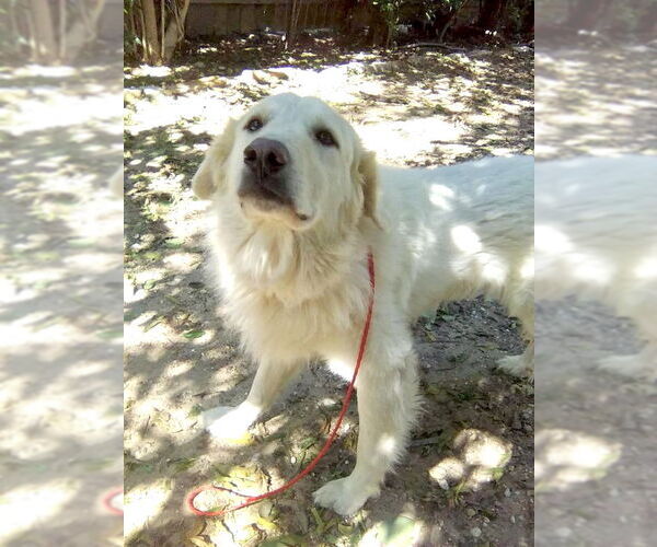 Medium Photo #4 Great Pyrenees Puppy For Sale in Spring, TX, USA