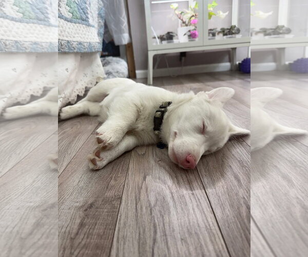 Medium Photo #6 Mutt Puppy For Sale in Denver , CO, USA