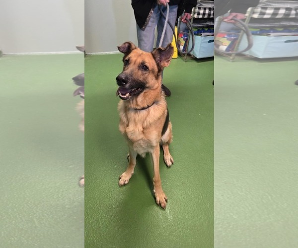 Medium Photo #4 German Shepherd Dog Puppy For Sale in Rustburg, VA, USA