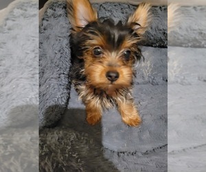 Yorkshire Terrier Puppy for sale in WINTERVILLE, NC, USA