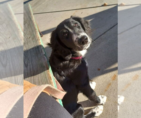 Medium Photo #2 Border Collie-Unknown Mix Puppy For Sale in GILBERTS, IL, USA