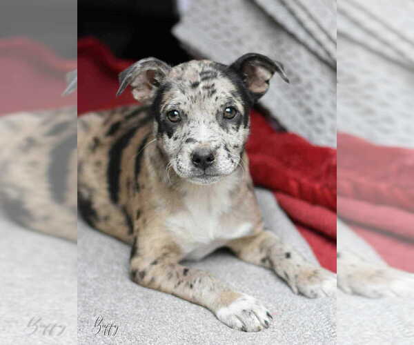 Medium Photo #1 Labrador Retriever-Unknown Mix Puppy For Sale in Brewster, NY, USA