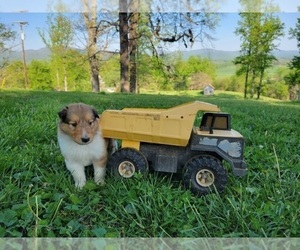 Collie Puppy for sale in MASSIES MILL, VA, USA