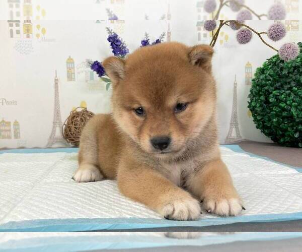 Medium Photo #1 Shiba Inu Puppy For Sale in CHINO HILLS, CA, USA
