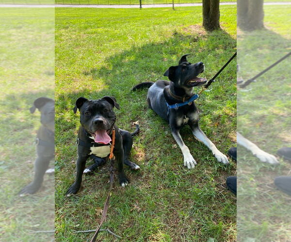 Medium Photo #8 American Staffordshire Terrier-Unknown Mix Puppy For Sale in Sayreville, NJ, NJ, USA