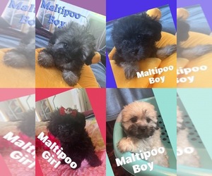 Maltese-Poodle (Toy) Mix Puppy for sale in SPRINGFIELD, TN, USA