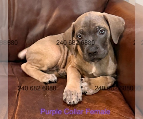 Medium Photo #3 Cane Corso Puppy For Sale in LA PLATA, MD, USA