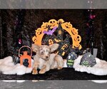 Image preview for Ad Listing. Nickname: Litter of 20