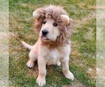 Small Photo #10 Labradoodle Puppy For Sale in MIDDLETON, ID, USA