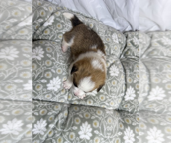 Medium Photo #19 Pembroke Welsh Corgi Puppy For Sale in GRAND RAPIDS, MI, USA