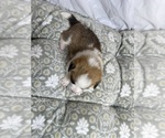 Small #18 Pembroke Welsh Corgi