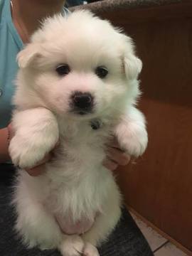 Medium Photo #1 American Eskimo Dog Puppy For Sale in SACRAMENTO, CA, USA