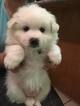 Small Photo #1 American Eskimo Dog Puppy For Sale in SACRAMENTO, CA, USA