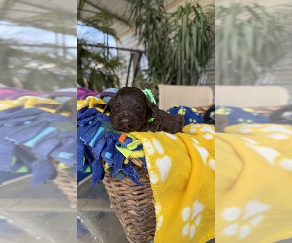 Medium Photo #5 Labradoodle Puppy For Sale in FRESNO, CA, USA