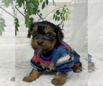Small Photo #8 Shorkie Tzu Puppy For Sale in SELLERSBURG, IN, USA