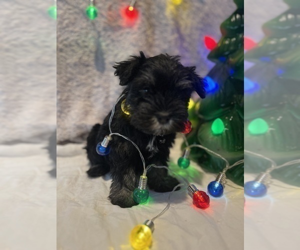 Medium Photo #1 Schnauzer (Miniature) Puppy For Sale in HESPERIA, CA, USA