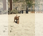 Small Photo #56 Rhodesian Ridgeback Puppy For Sale in MORONGO VALLEY, CA, USA