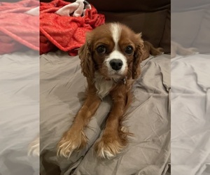 Mother of the Cavalier King Charles Spaniel puppies born on 10/12/2025