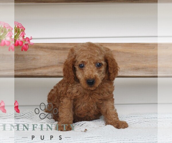 Medium Photo #3 Poodle (Miniature) Puppy For Sale in GAP, PA, USA