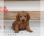 Small #2 Poodle (Miniature)