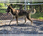 Small #2 Gerberian Shepsky